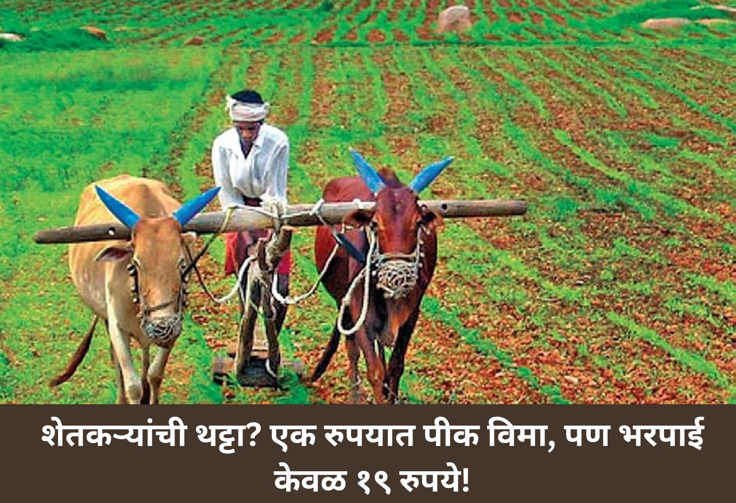 Crop Insurance Scam: Compensation Just ₹19!